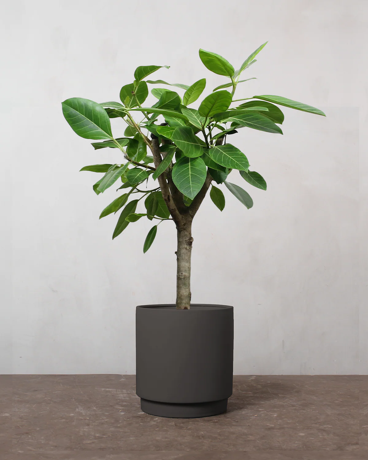 Opstammet Ficus Altissima - 100-120 cm - Image 5
