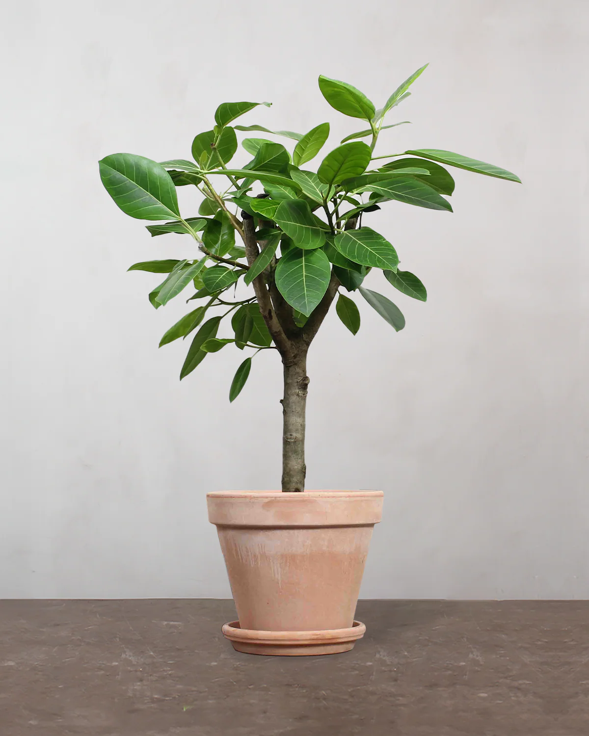 Opstammet Ficus Altissima - 100-120 cm - Image 6