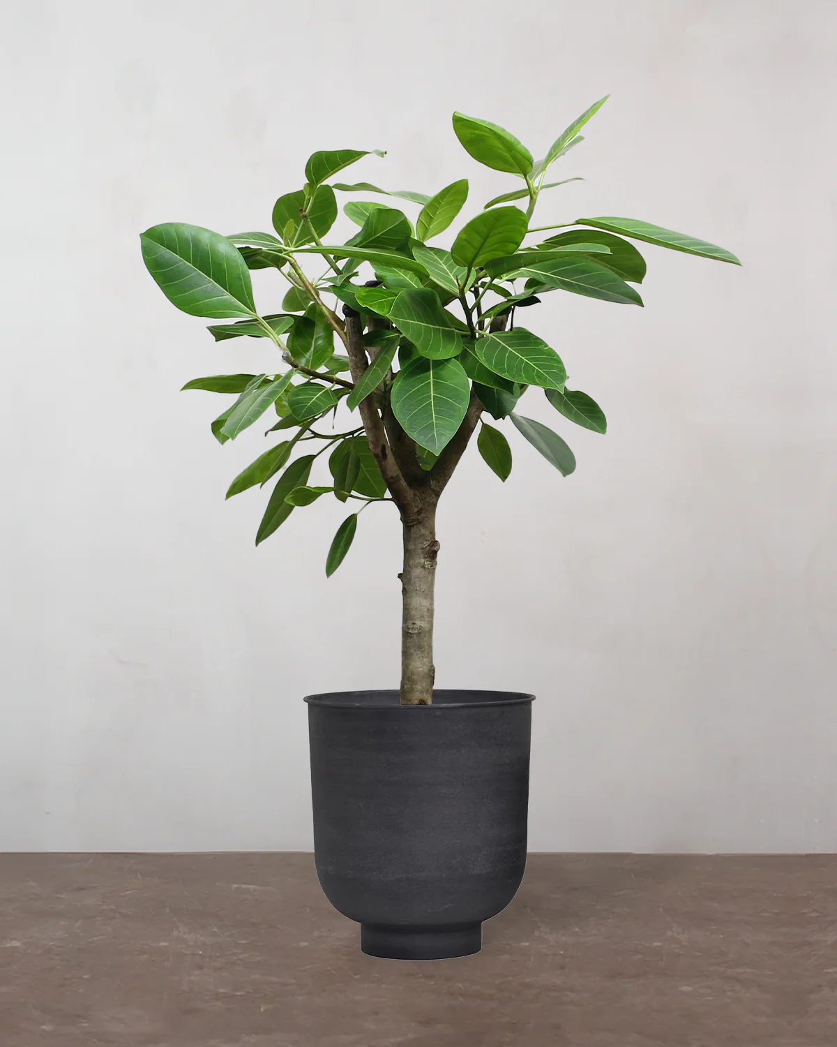 Opstammet Ficus Altissima - 100-120 cm - Image 7