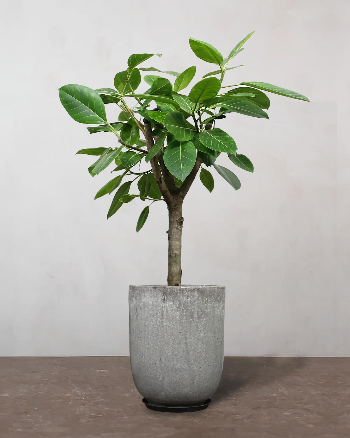 Opstammet Ficus Altissima - 100-120 cm - Image 8