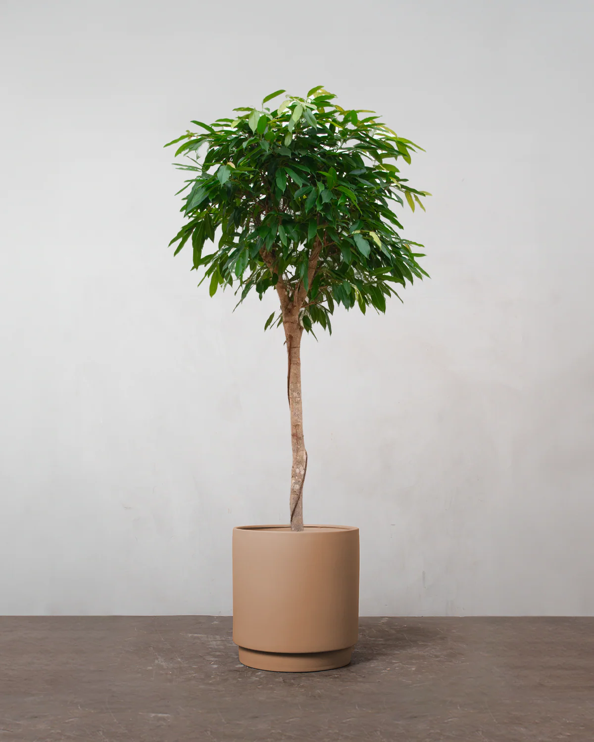 Opstammet Ficus Amstel King - 170-190 cm - Image 3