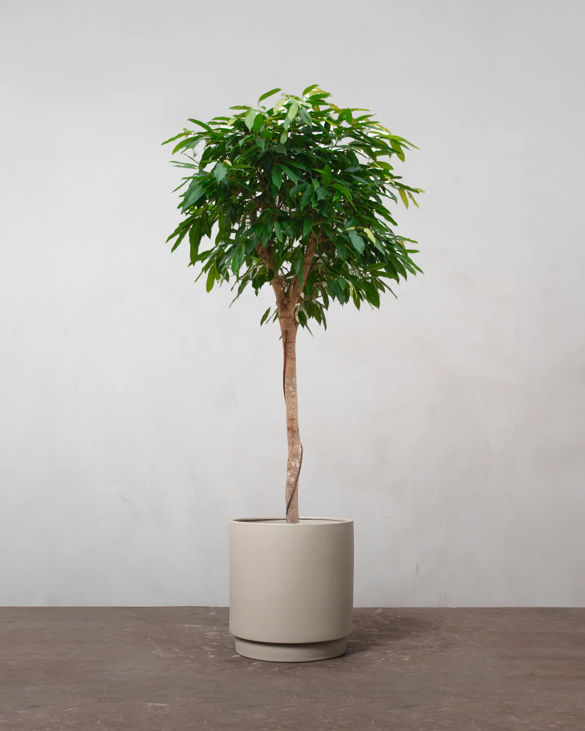 Opstammet Ficus Amstel King - 170-190 cm - Image 4