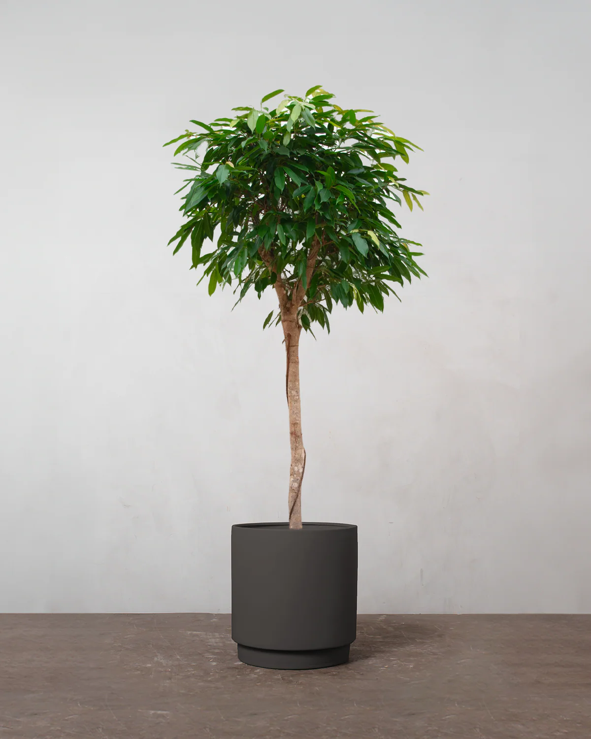 Opstammet Ficus Amstel King - 170-190 cm - Image 5
