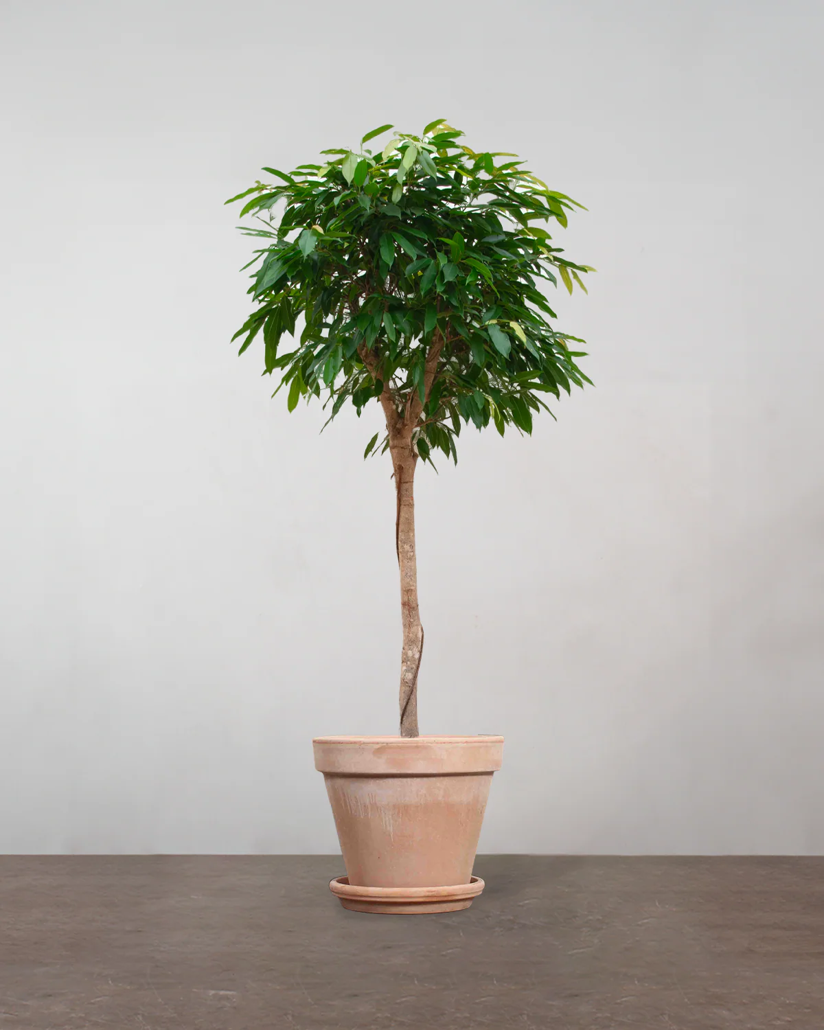 Opstammet Ficus Amstel King - 170-190 cm - Image 6