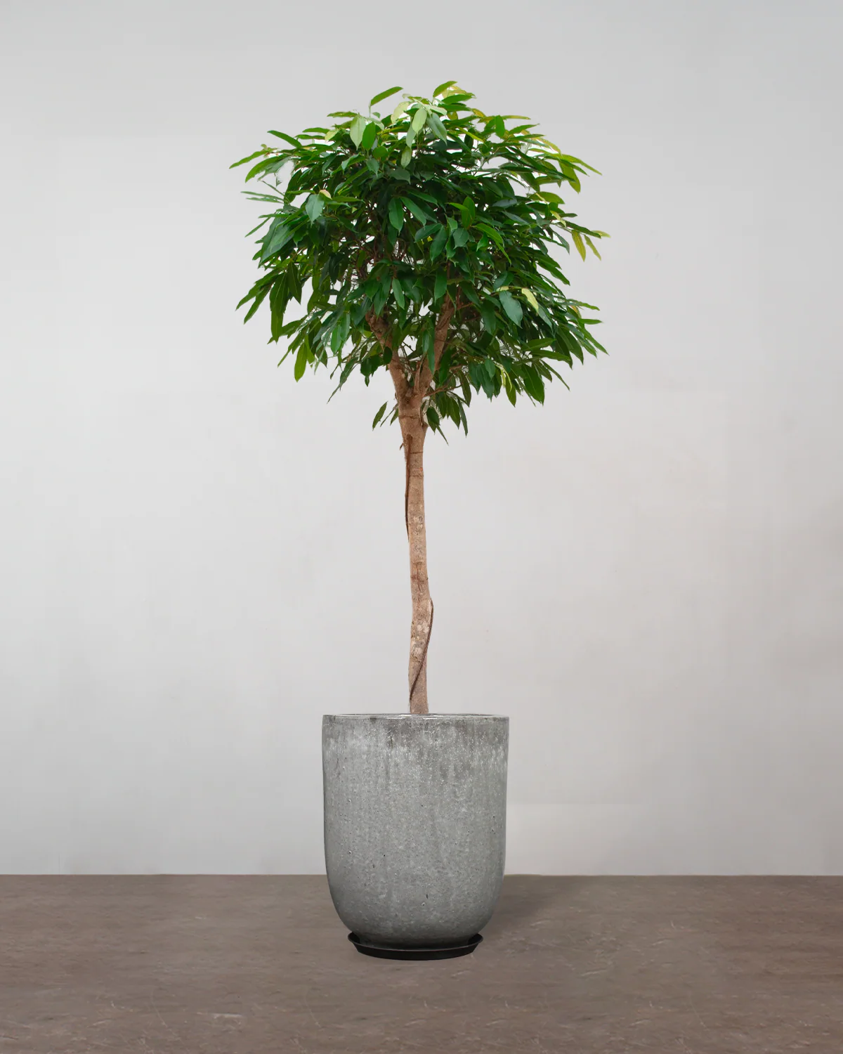 Opstammet Ficus Amstel King - 170-190 cm - Image 7