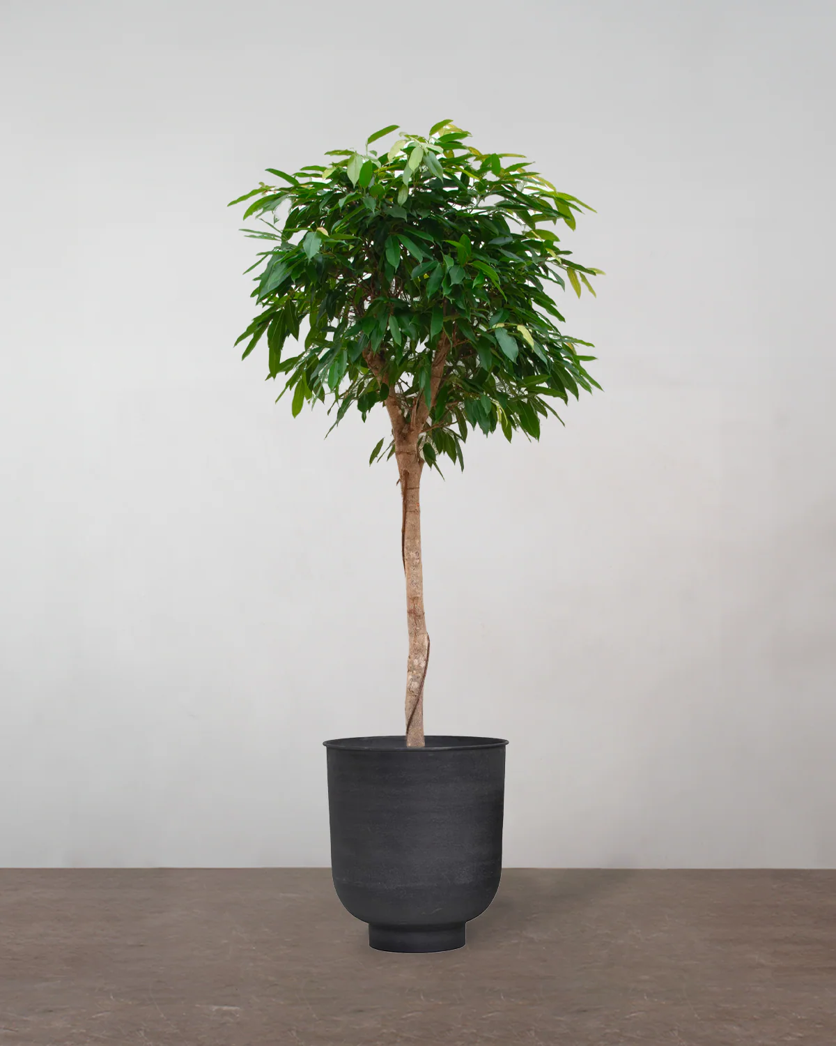 Opstammet Ficus Amstel King - 170-190 cm - Image 8