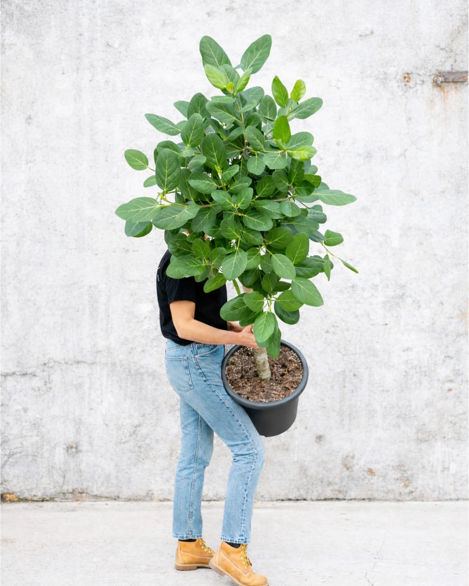 Opstammet Ficus Audrey - 180-200 cm - Image 6