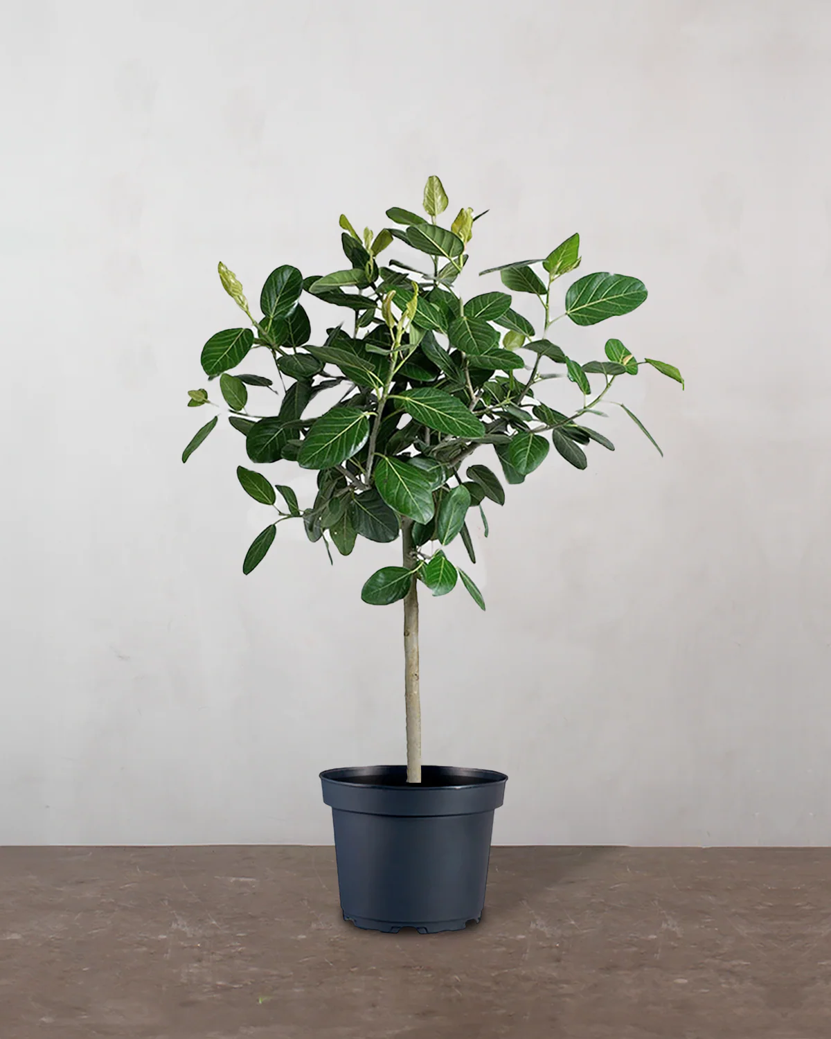 Opstammet Ficus Audrey - 120-140 cm
