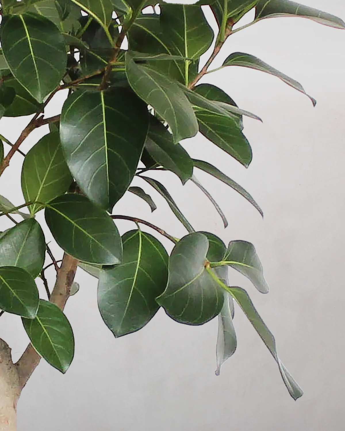 Opstammet Ficus Audrey - 120-140 cm - Image 2