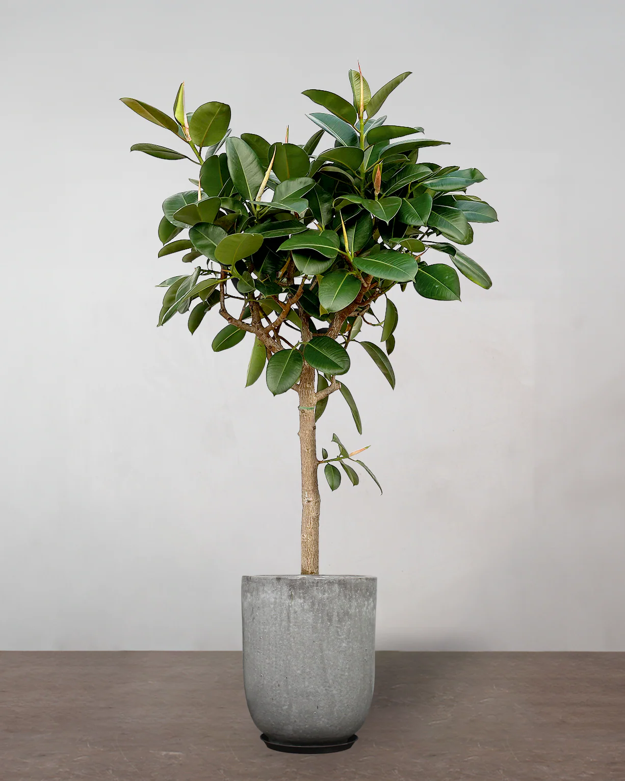 Opstammet Gummitræ, Ficus Elastica 'Robusta' - 240-260 cm - Image 8