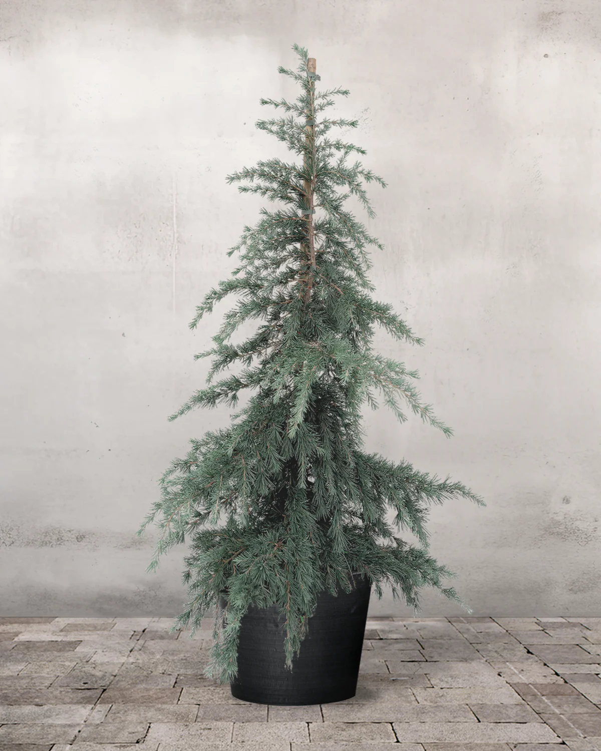 Himalaya Ceder, Cedrus deodara 'Feelin Blue' - 100-120 cm - Image 3
