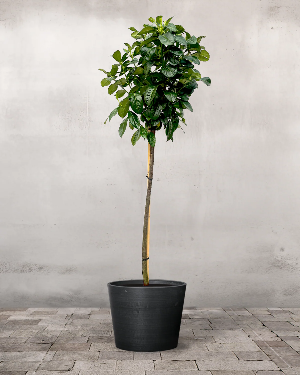 Opstammet Laurbærkirsebær, Prunus laurocerasus 'Etna' - 160-180 cm - Image 3