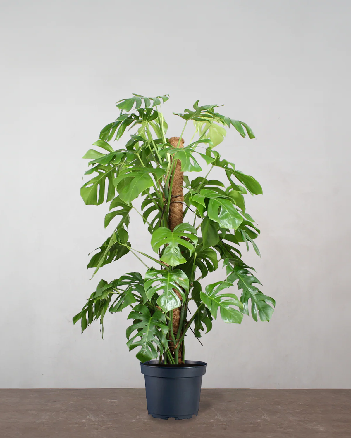 Opstammet Monstera, Monstera deliciosa - 120-140 cm
