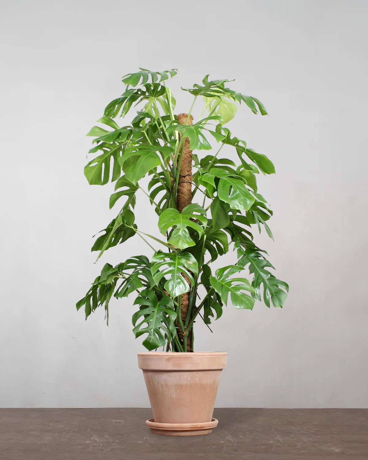 Opstammet Monstera, Monstera deliciosa - 120-140 cm - Image 6