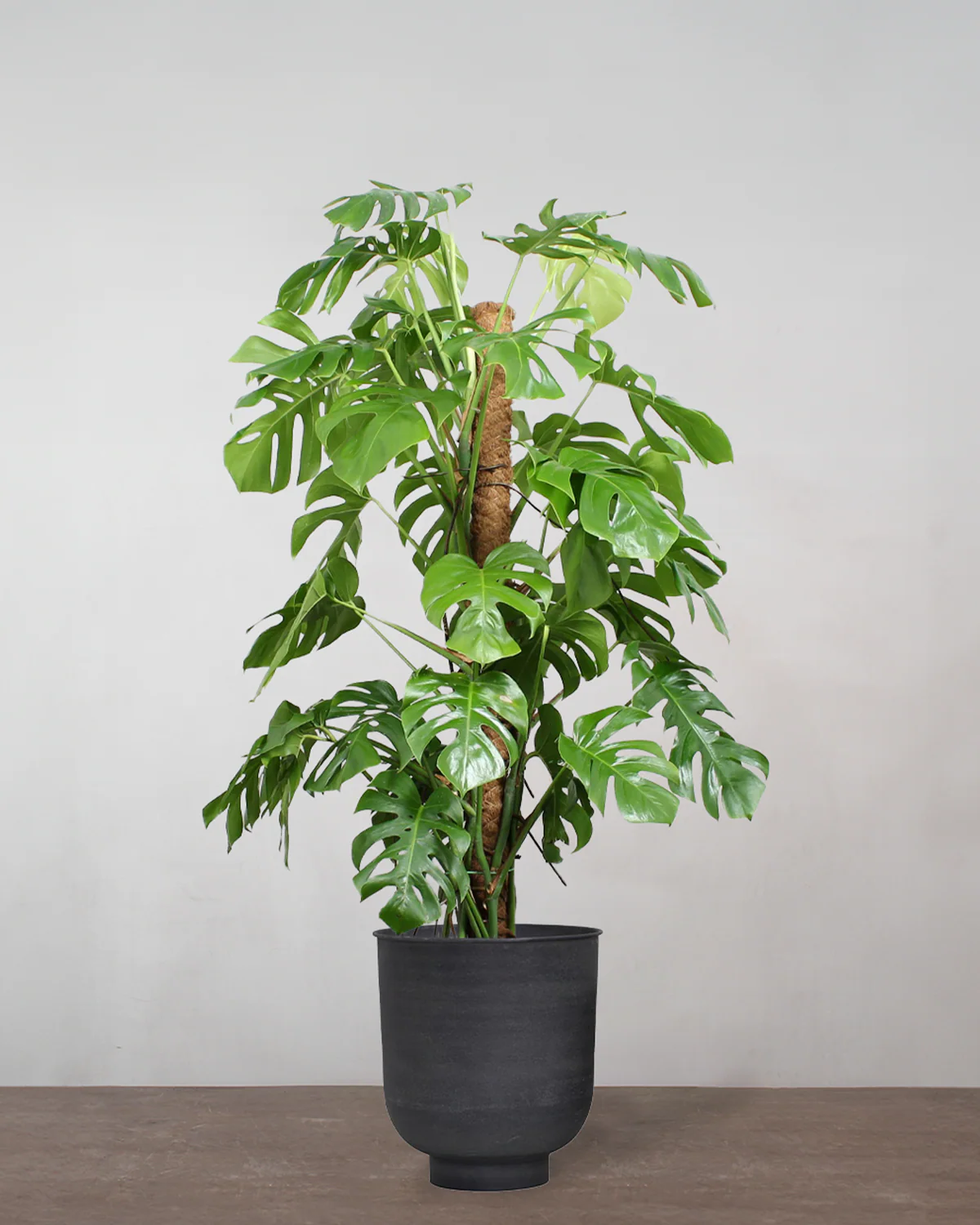 Opstammet Monstera, Monstera deliciosa - 120-140 cm - Image 7