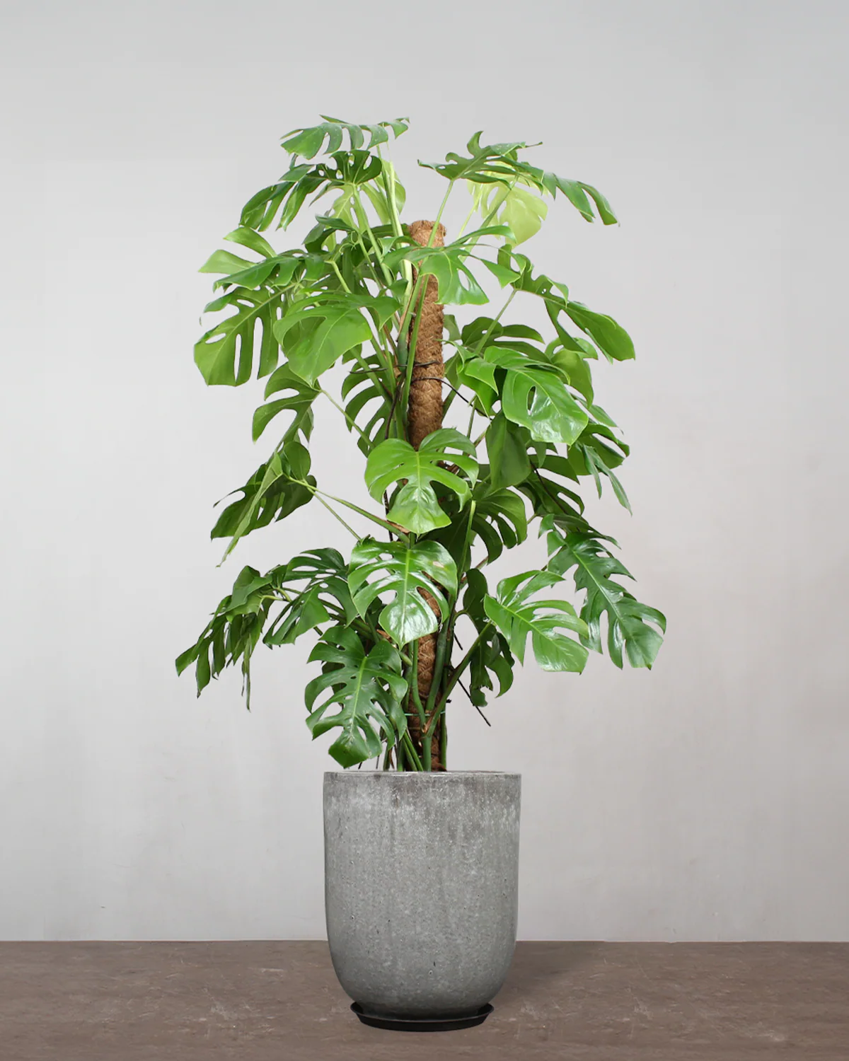 Opstammet Monstera, Monstera deliciosa - 120-140 cm - Image 8