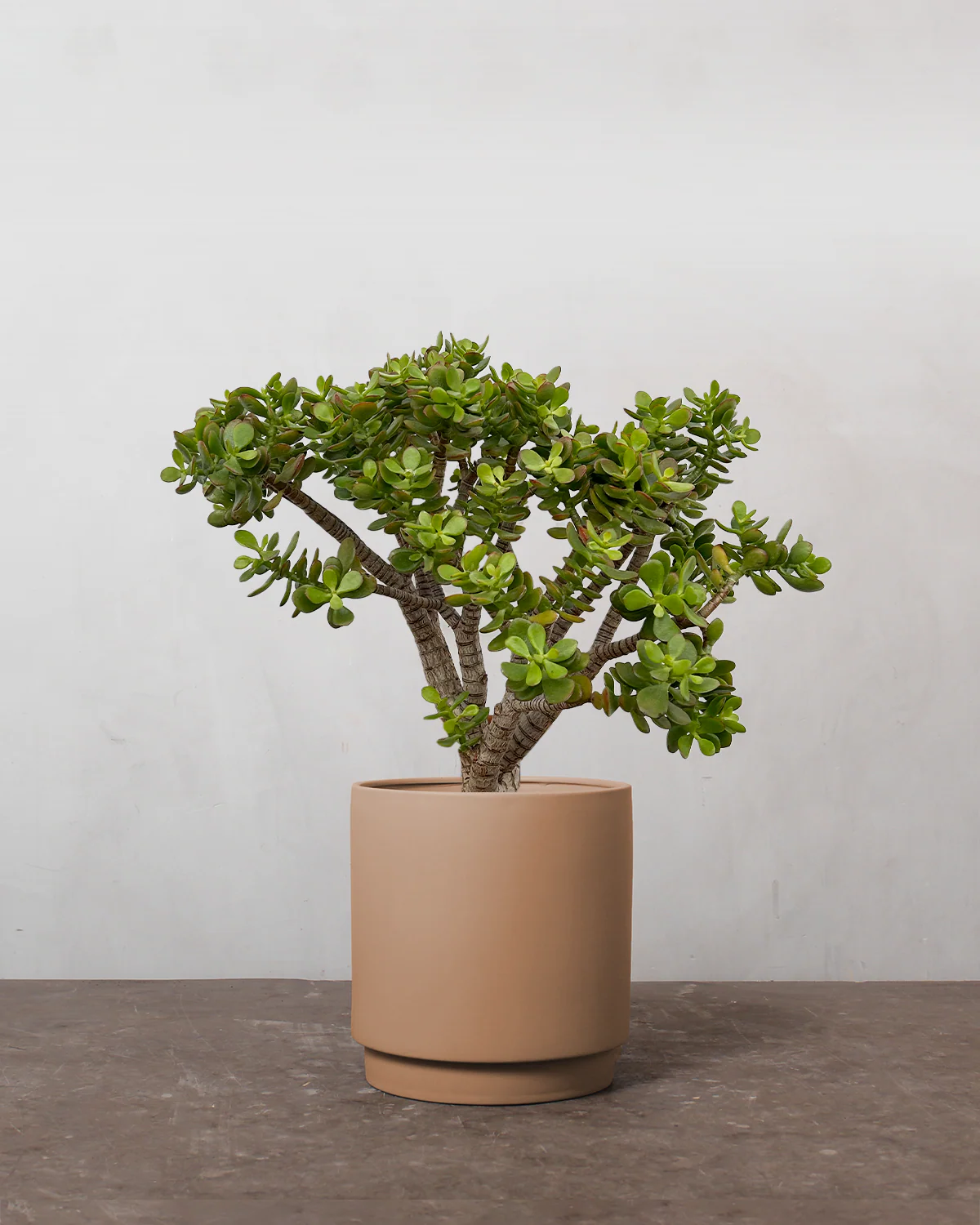Opstammet Paradistræ, Crassula ovata - 60-80 cm - Image 3