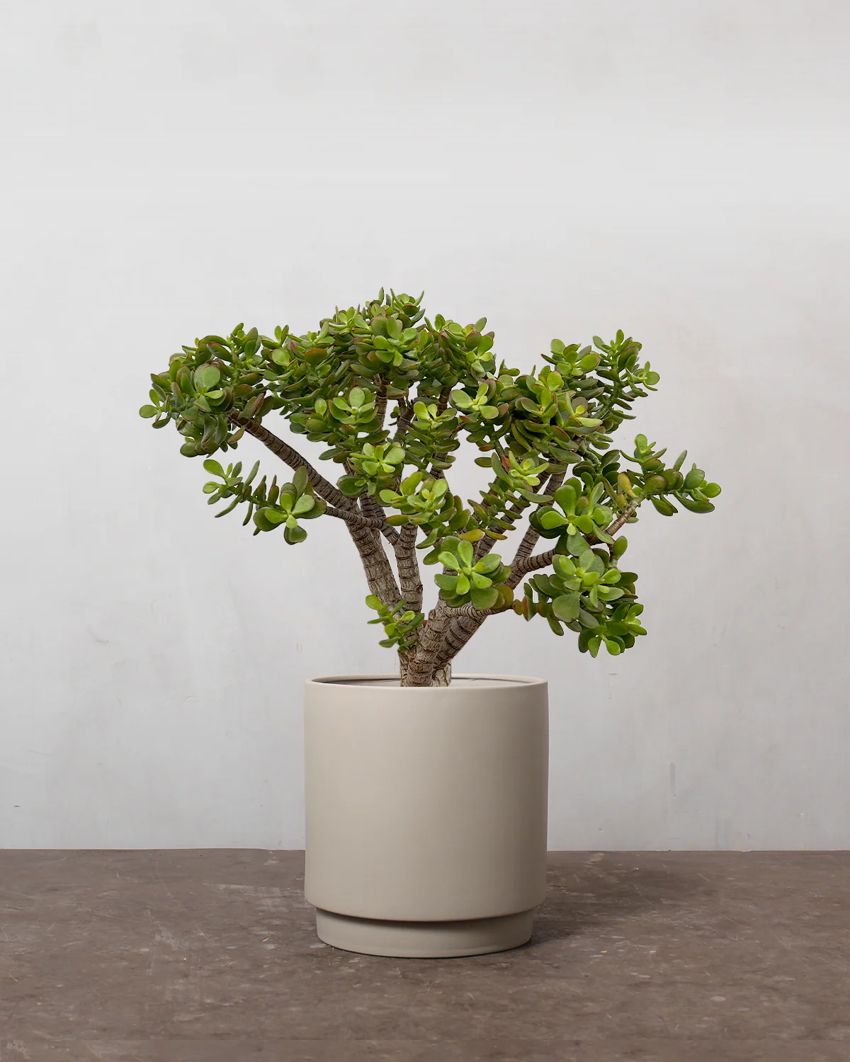 Opstammet Paradistræ, Crassula ovata - 60-80 cm - Image 4
