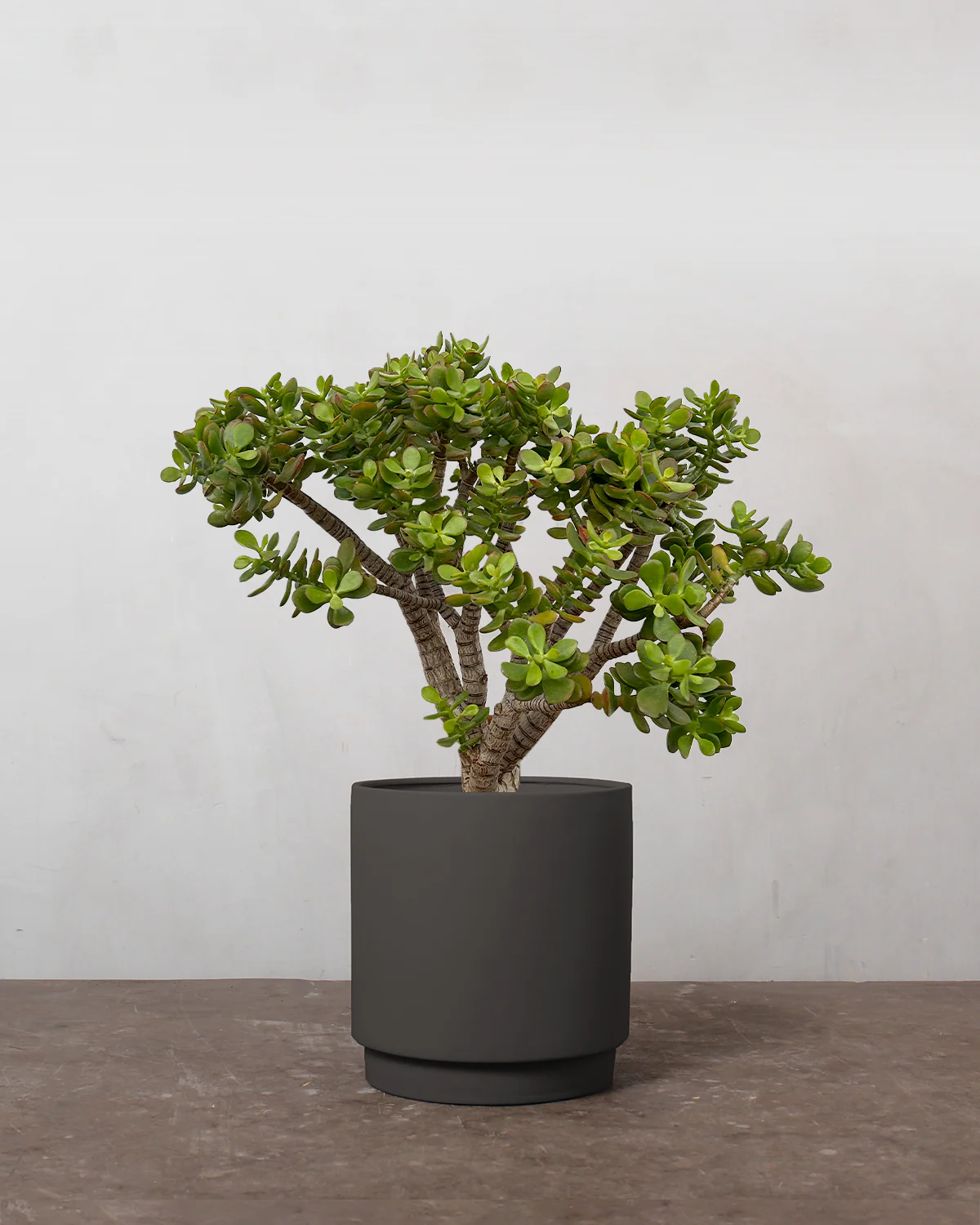 Opstammet Paradistræ, Crassula ovata - 60-80 cm - Image 5