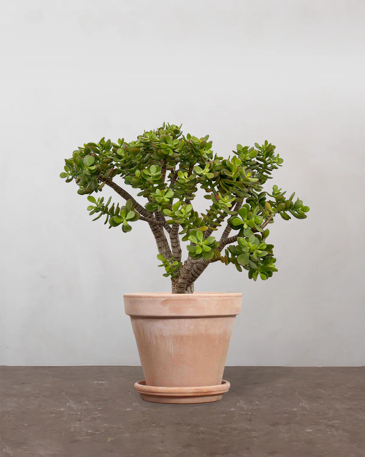 Opstammet Paradistræ, Crassula ovata - 60-80 cm - Image 6