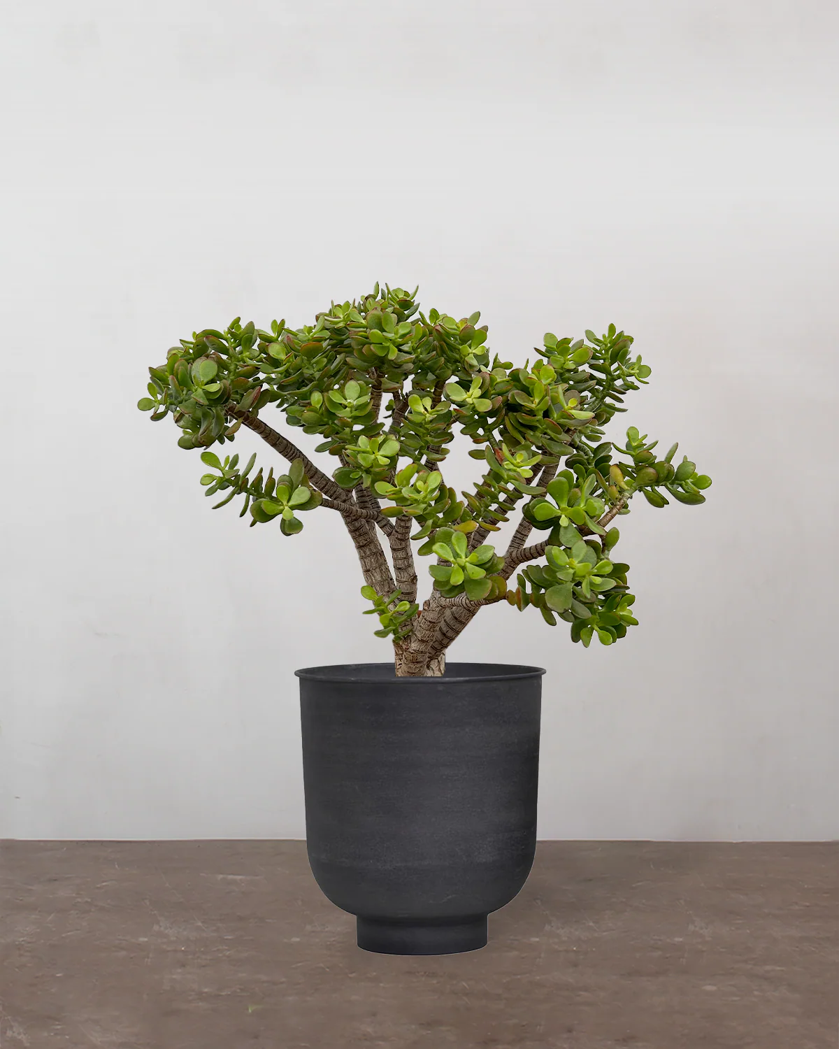 Opstammet Paradistræ, Crassula ovata - 60-80 cm - Image 7