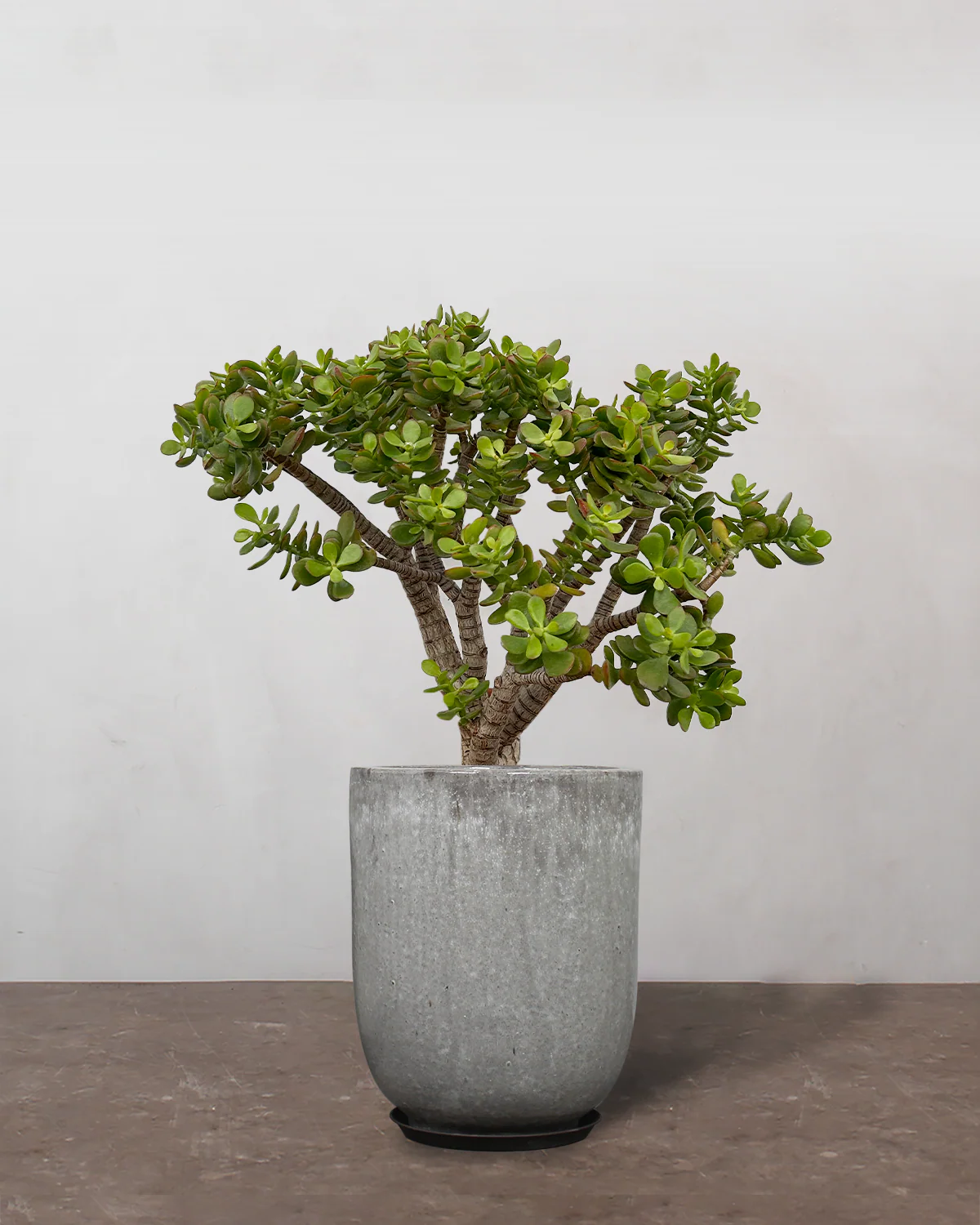 Opstammet Paradistræ, Crassula ovata - 60-80 cm - Image 8