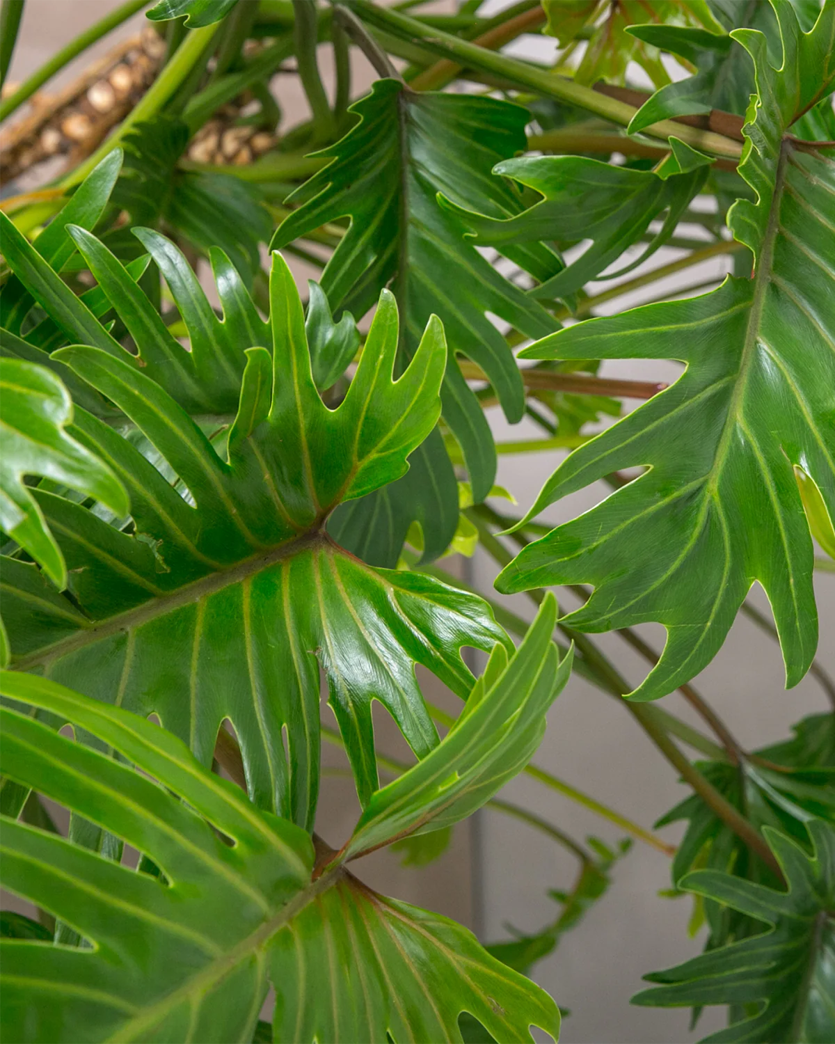 Philodendron 'Xanadu' - 60-80 cm - Image 2