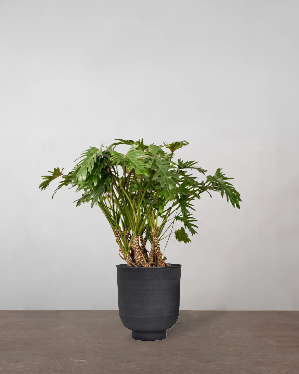 Opstammet Philodendron Xanadu, Philodendron 'Xanadu' - 50-70 cm - Image 7