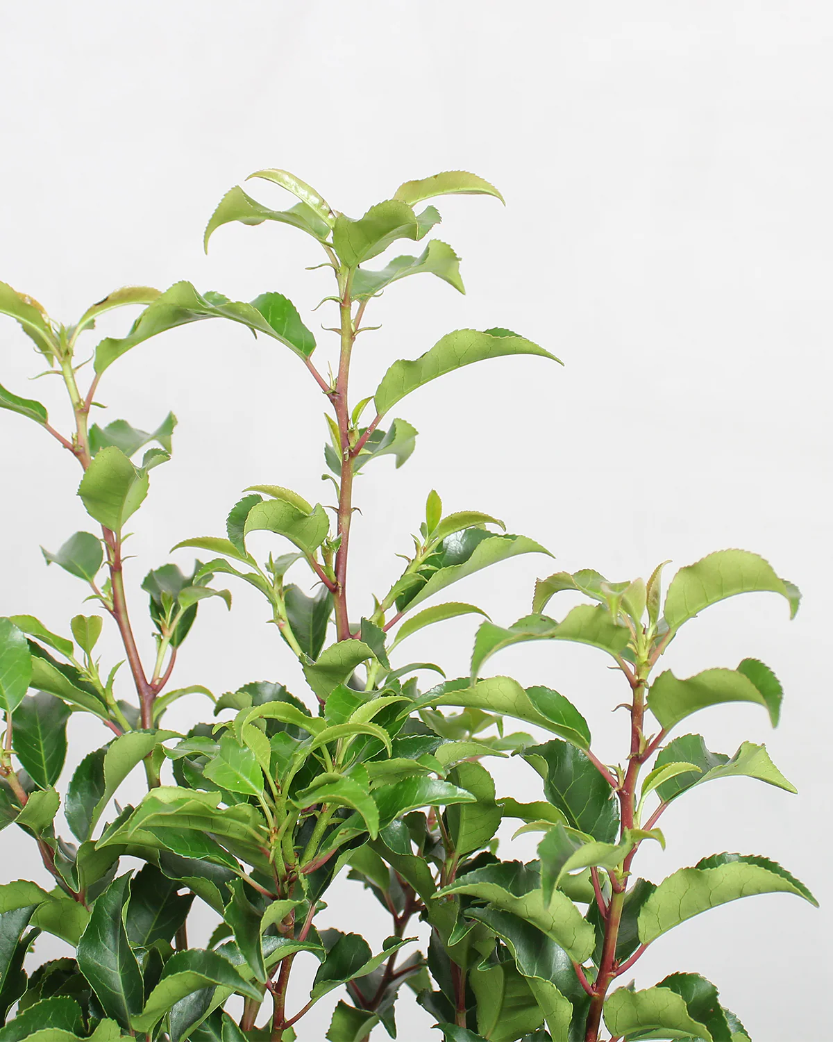 Opstammet Portugisisk Kirsebærlaurbær, Prunus Lusitanica 'Angustifolia' - 100-120 cm - Image 2