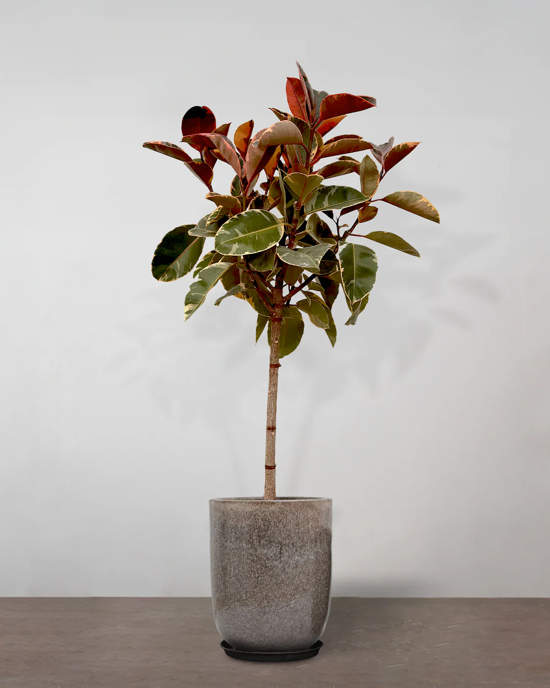 Opstammet Gummitræ, Ficus elastica 'Belize' - 120-140 cm - Image 9