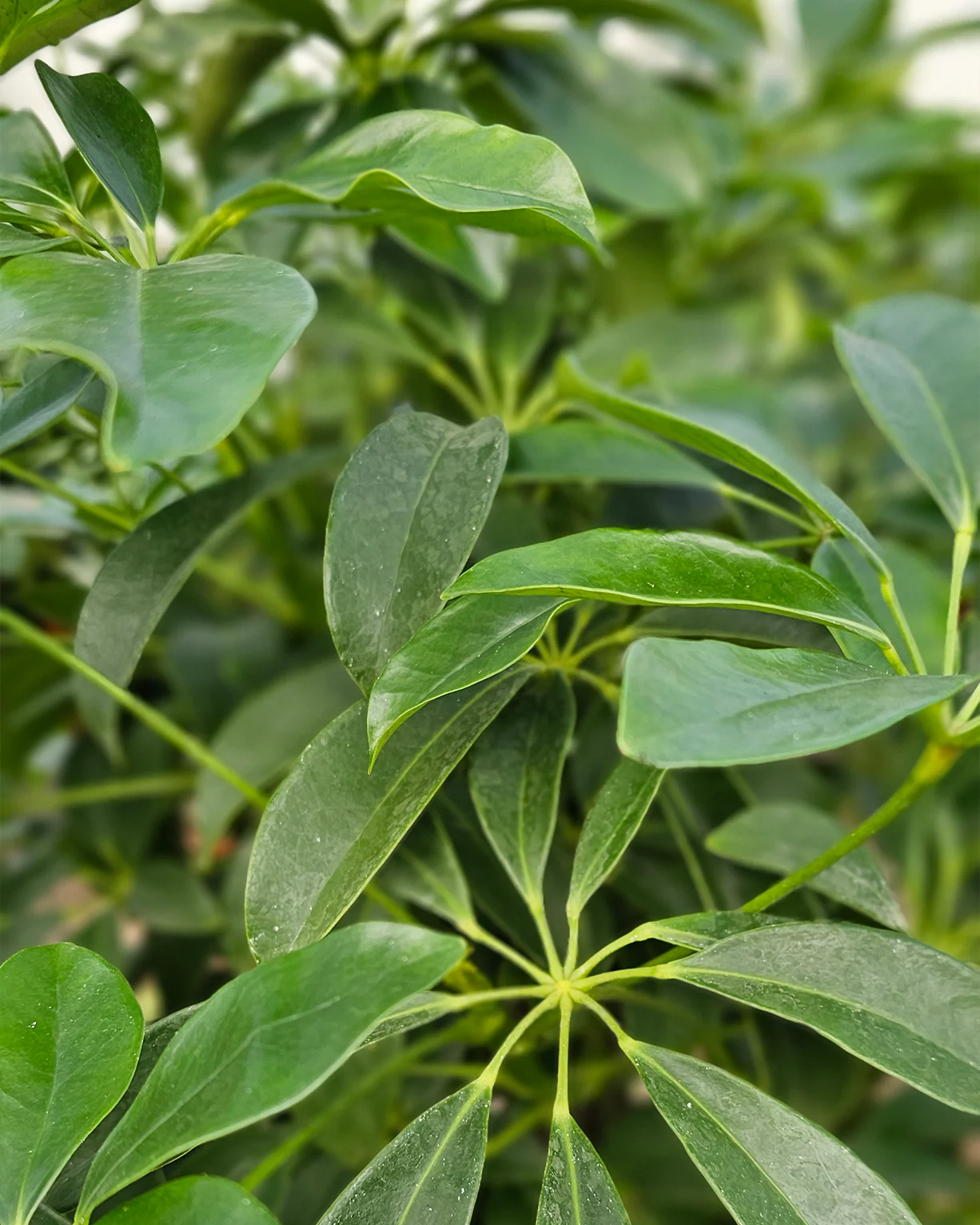 1-2-Træ Plantepakke - Image 8