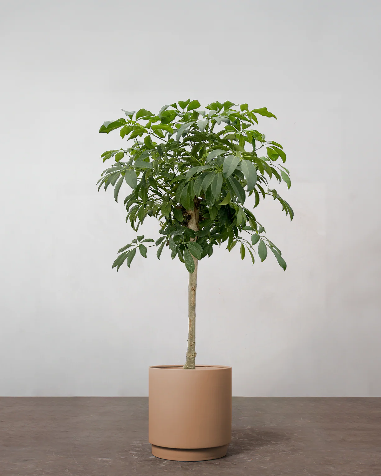 Opstammet Schefflera - 140-160 cm - Image 3