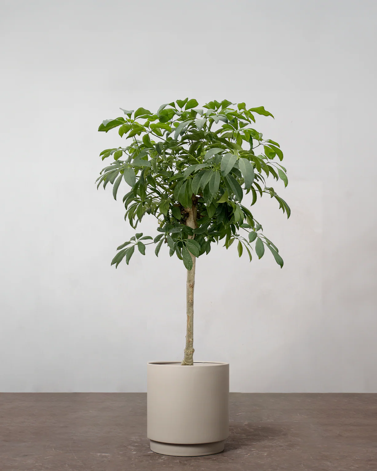 Opstammet Schefflera - 140-160 cm - Image 4