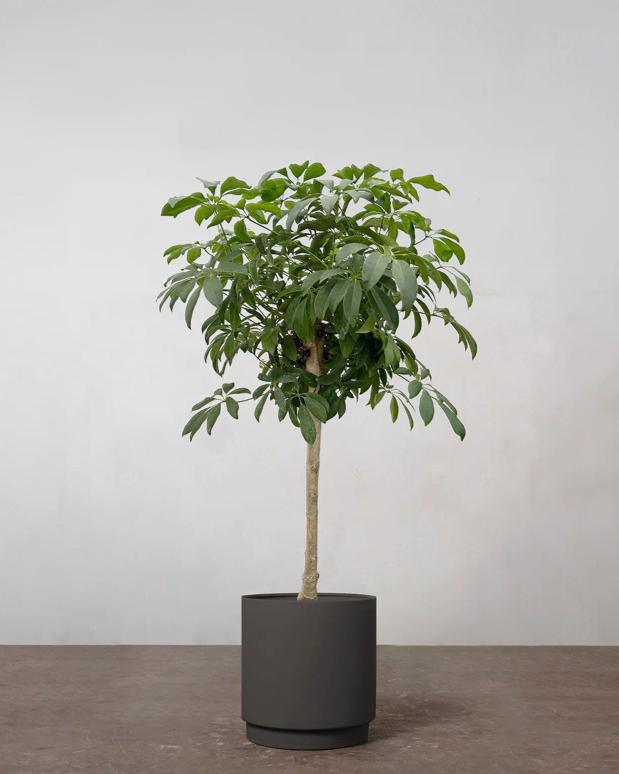 Opstammet Schefflera - 140-160 cm - Image 5