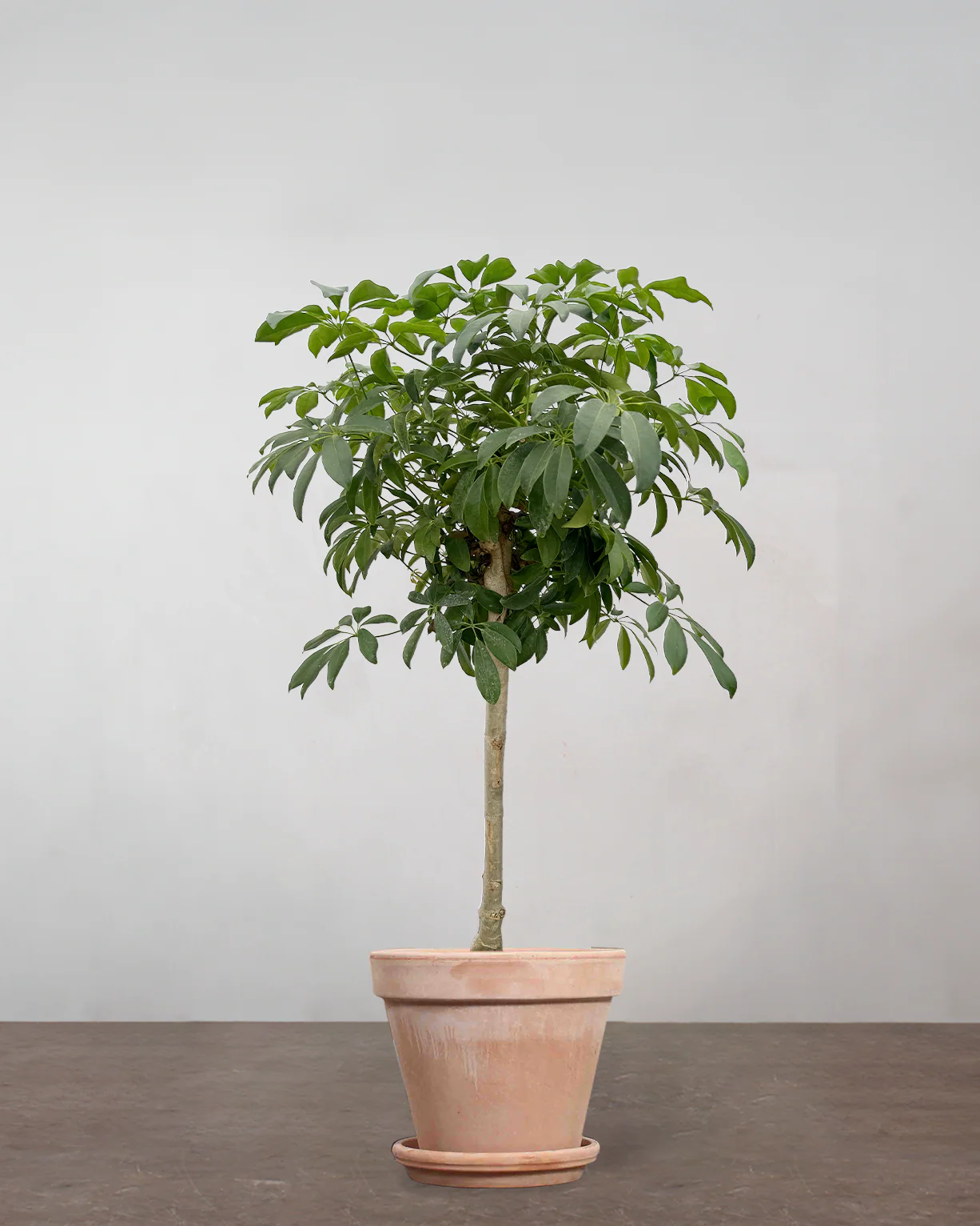 Opstammet Schefflera - 140-160 cm - Image 6