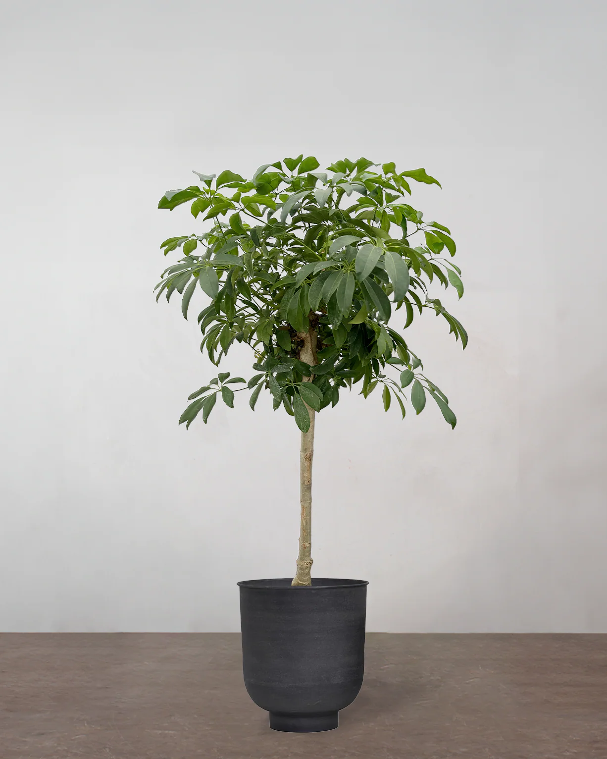 Opstammet Schefflera - 140-160 cm - Image 7