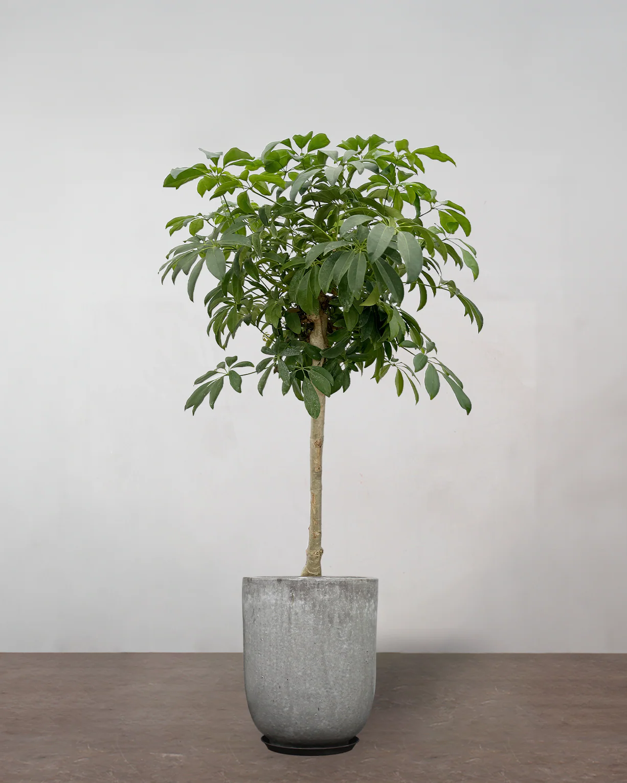 Opstammet Schefflera - 140-160 cm - Image 8