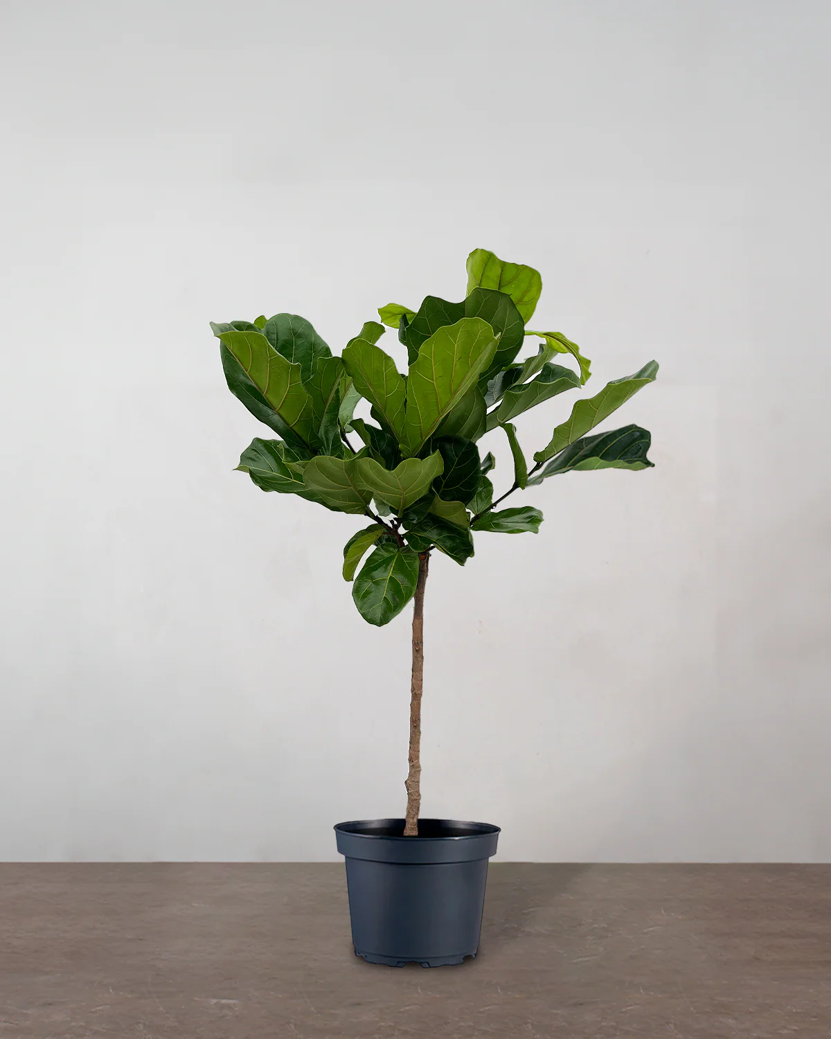 Opstammet Violinfigen, Ficus lyrata - 130-150-cm