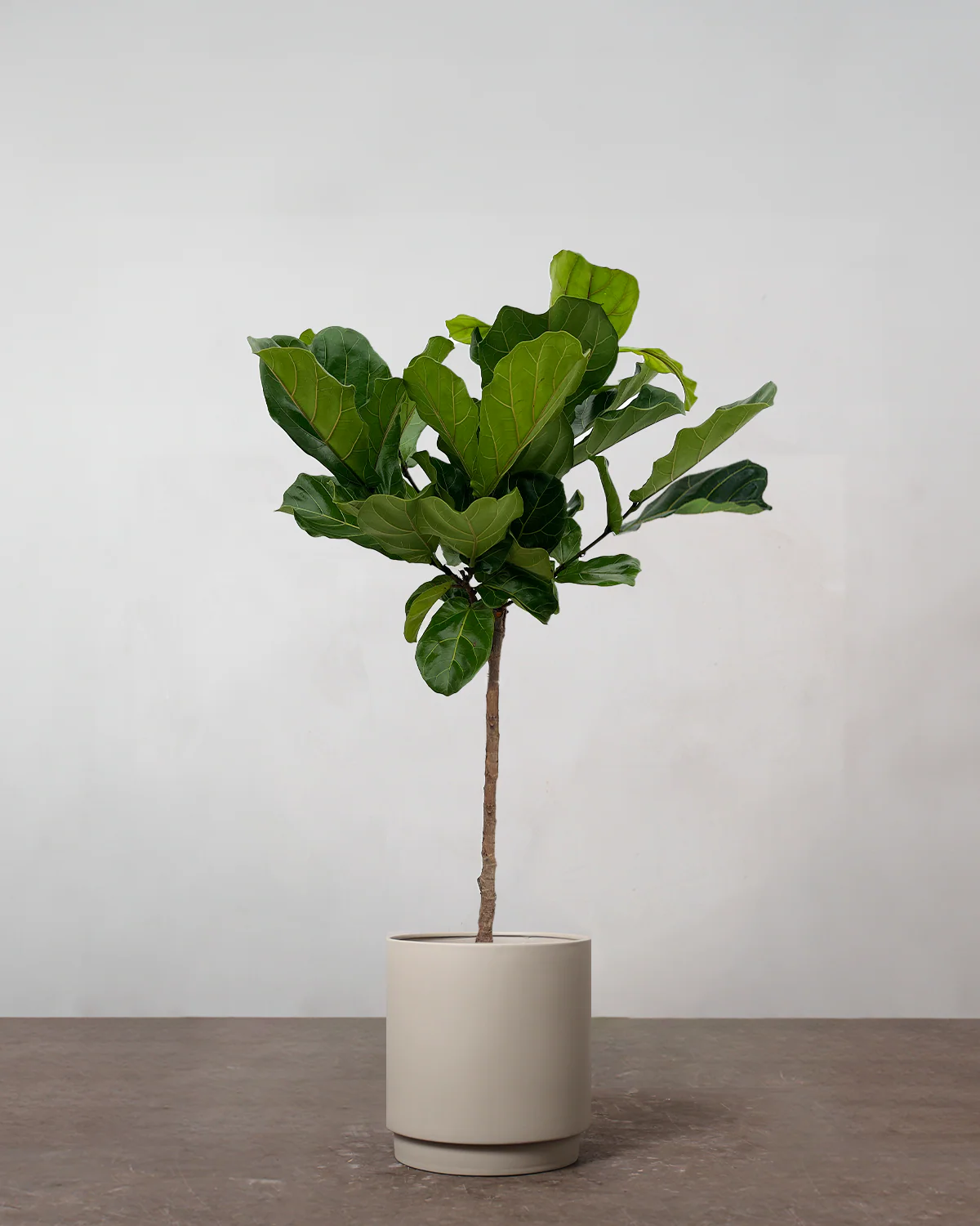 Opstammet Violinfigen, Ficus lyrata - 130-150-cm - Image 4