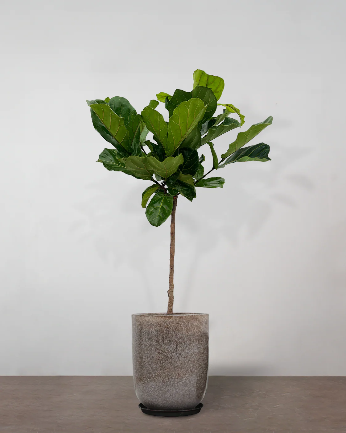 Opstammet Violinfigen, Ficus lyrata - 130-150-cm - Image 9