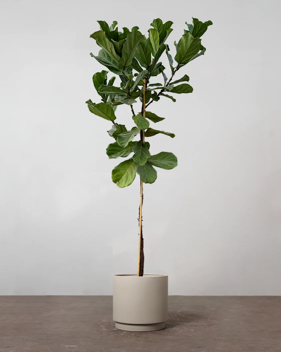 Opstammet Violinfigen, Ficus lyrata - 270-300 cm - Image 4