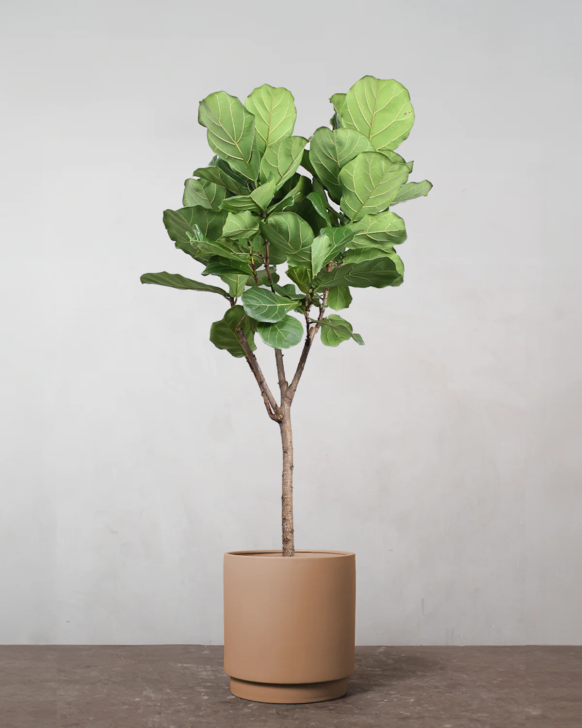 Opstammet Violinfigen, Ficus lyrata - 150-170 cm - Image 3