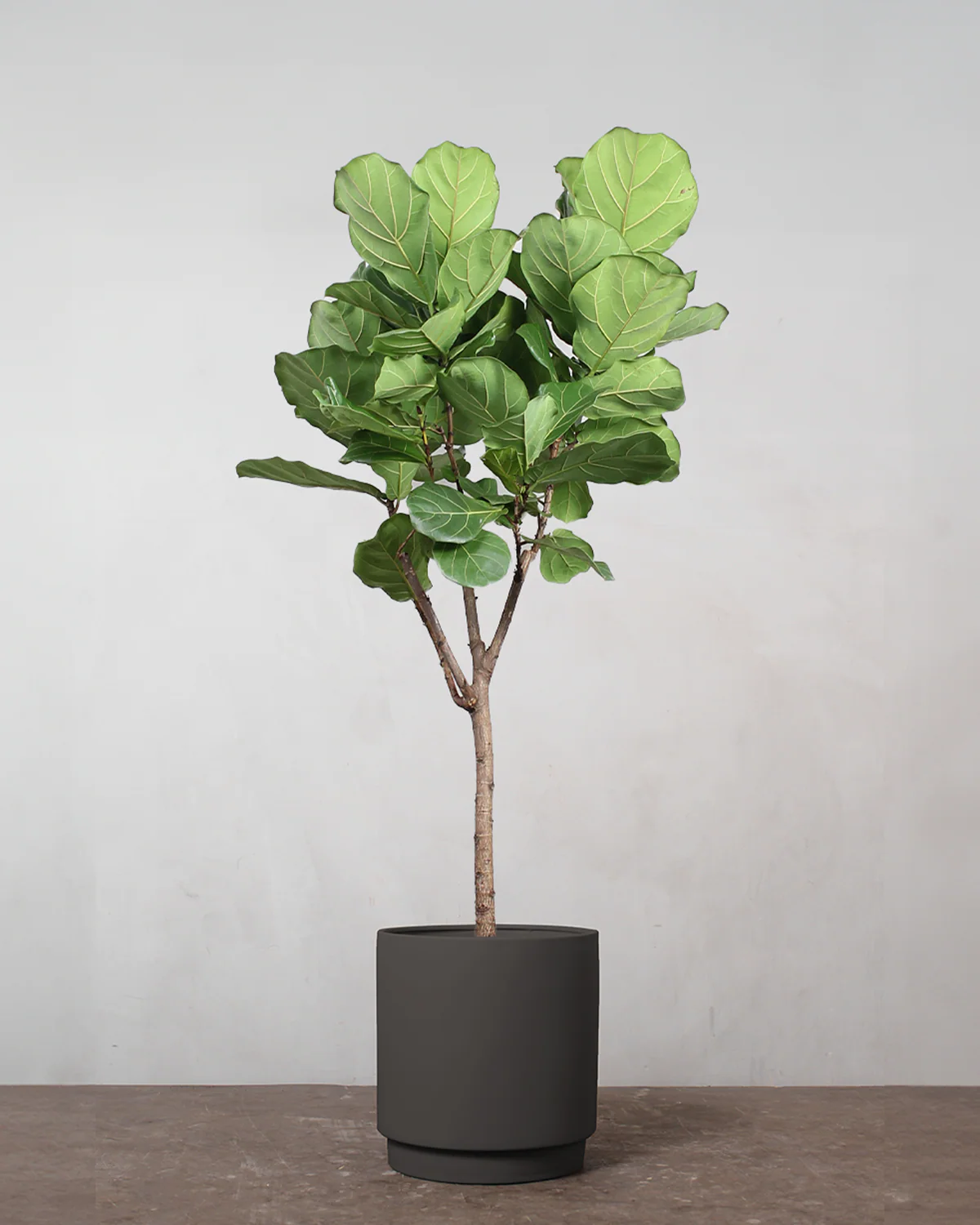 Opstammet Violinfigen, Ficus lyrata - 150-170 cm - Image 5