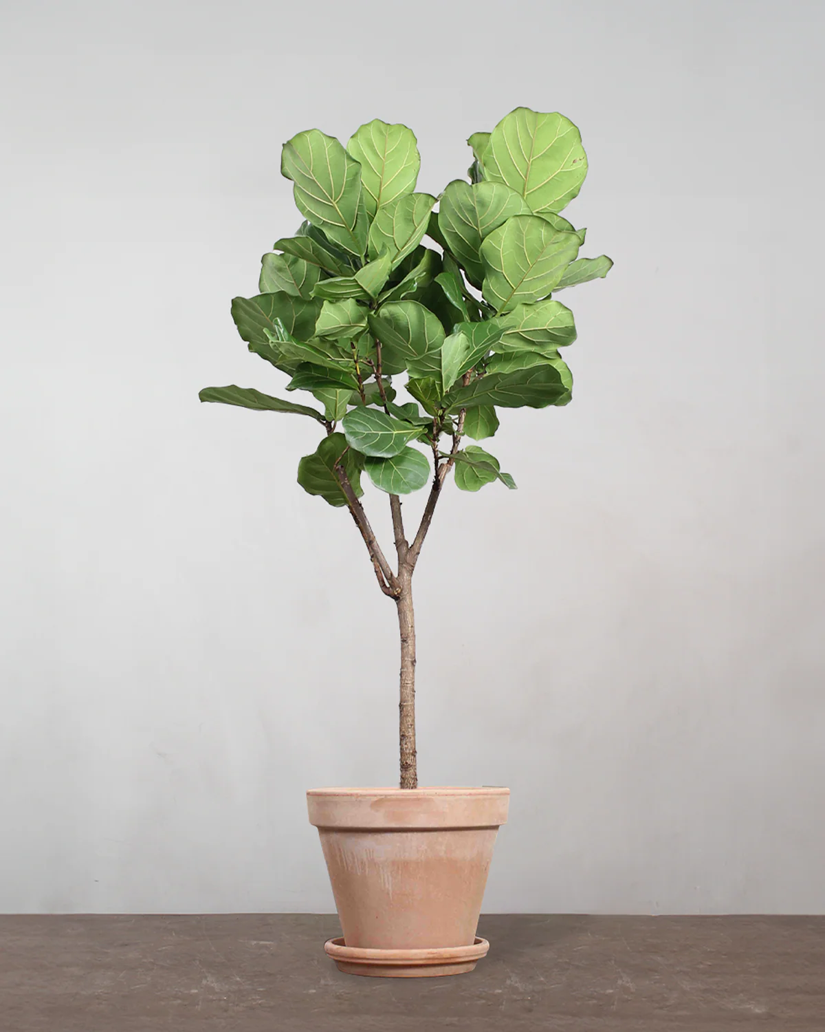 Opstammet Violinfigen, Ficus lyrata - 150-170 cm - Image 6