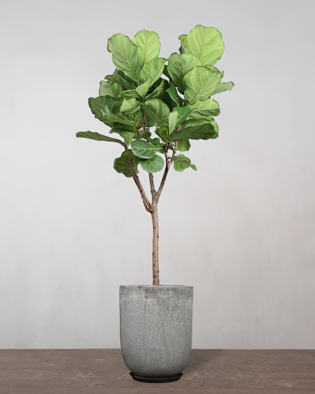 Opstammet Violinfigen, Ficus lyrata - 150-170 cm - Image 8
