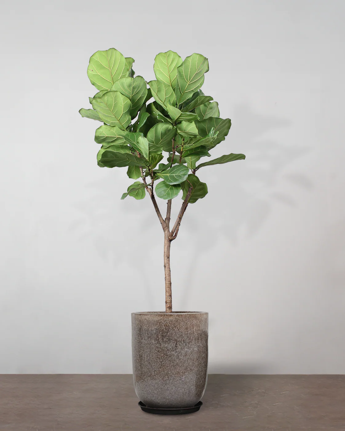 Opstammet Violinfigen, Ficus lyrata - 150-170 cm - Image 9