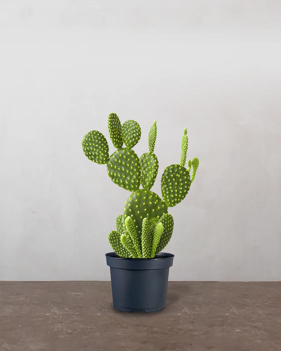 Mickey Mouse Kaktus, Opuntia microdasys - 30-50 cm