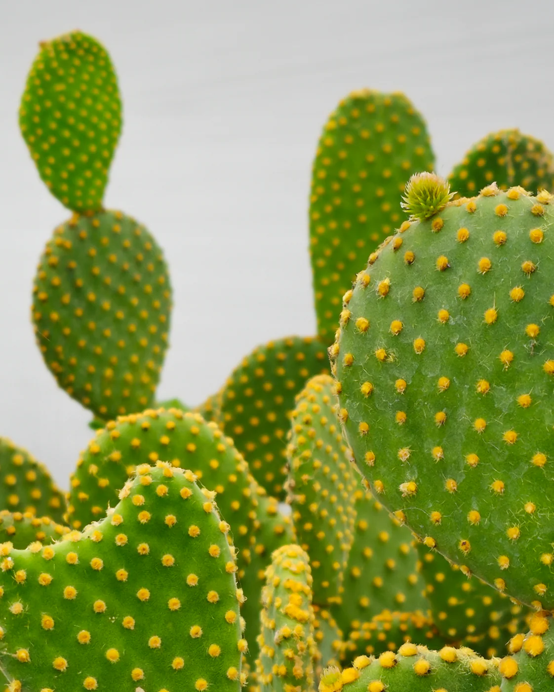 Mickey Mouse Kaktus, Opuntia microdasys - 30-50 cm - Image 2