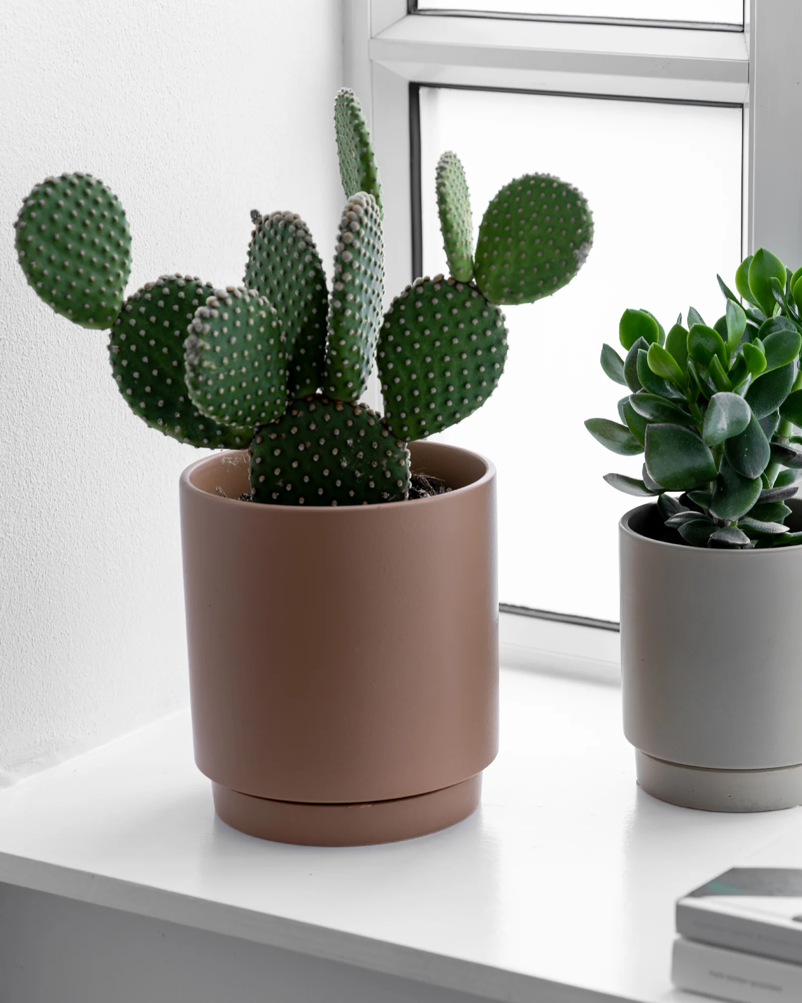 Mickey Mouse Kaktus, Opuntia microdasys - 30-50 cm - Image 3