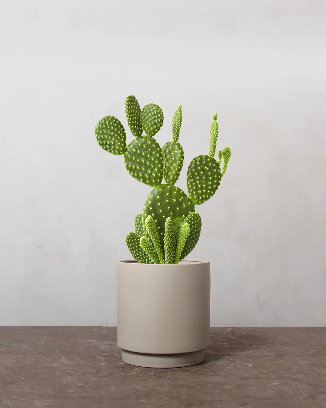 Mickey Mouse Kaktus, Opuntia microdasys - 30-50 cm - Image 4